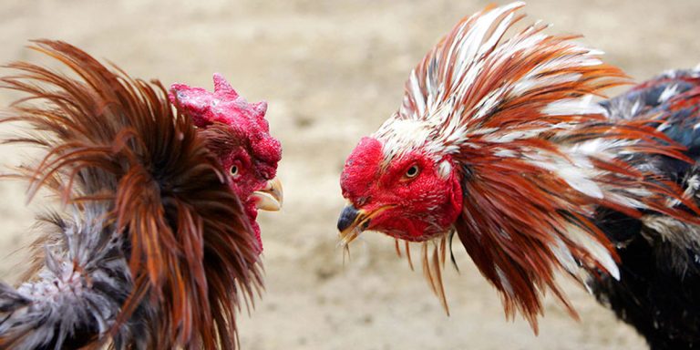 Cockfight Betting Website